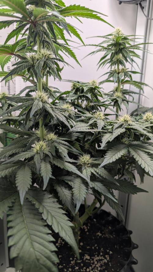 Hindu Kush | VGrow - Advanced Nutrients. Week 8
