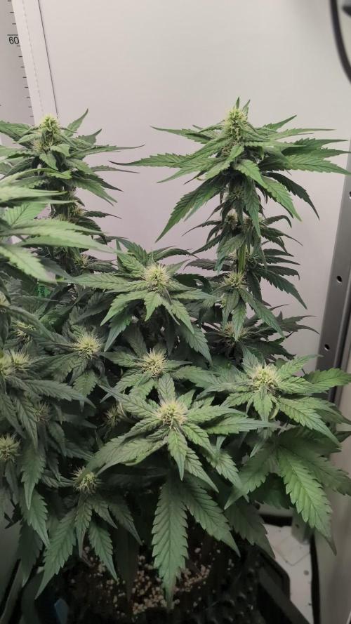 Hindu Kush | VGrow - Advanced Nutrients
