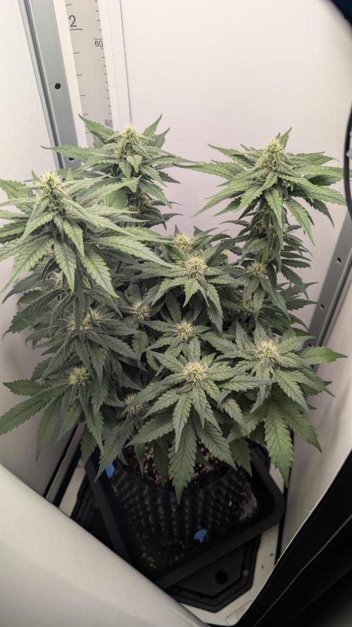 Hindu Kush | VGrow - Advanced Nutrients. Week 8