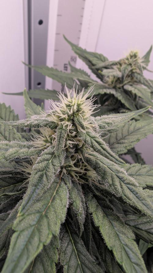 Hindu Kush | VGrow - Advanced Nutrients. Week 8
