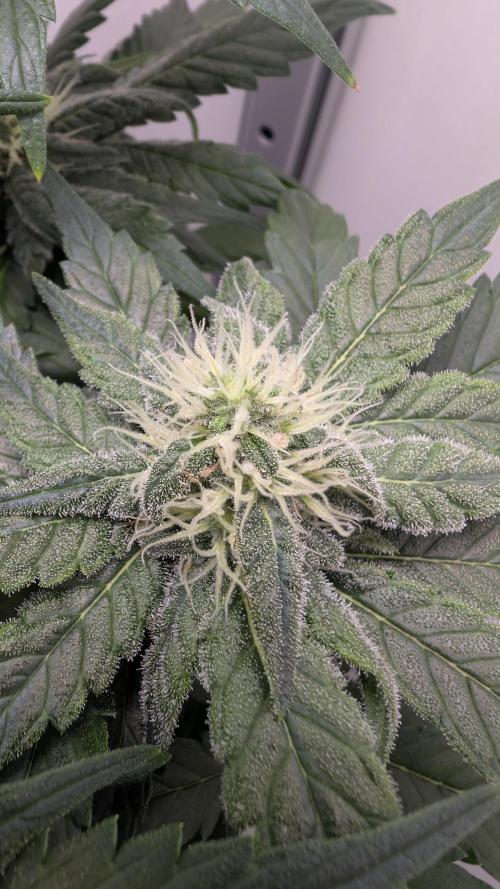 Hindu Kush | VGrow - Advanced Nutrients. Week 8