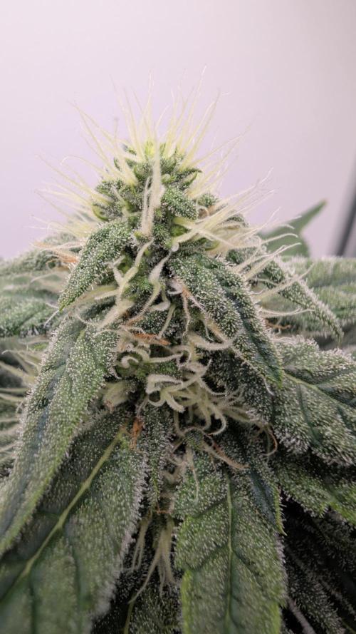 Hindu Kush | VGrow - Advanced Nutrients. Week 8