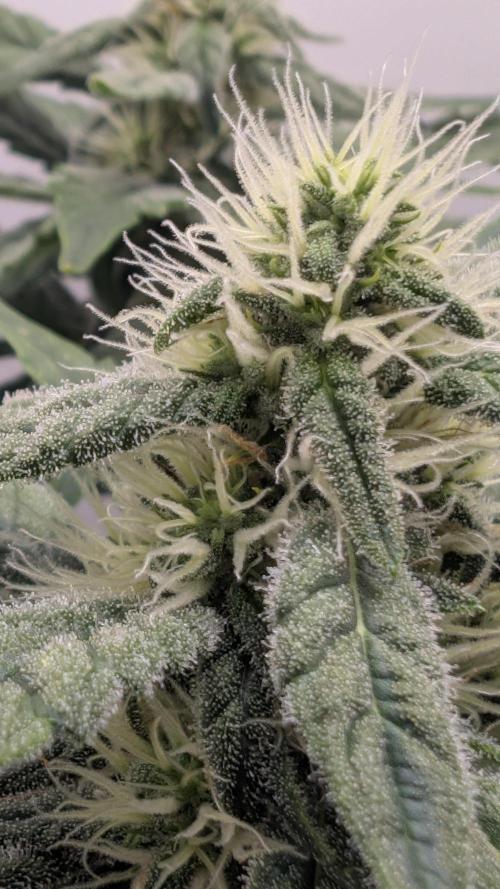 Hindu Kush | VGrow - Advanced Nutrients. Week 8