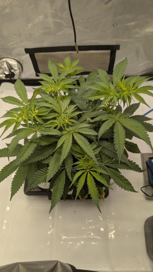 Mimosa x Orange Punch | Autopot - Athena. Week 5