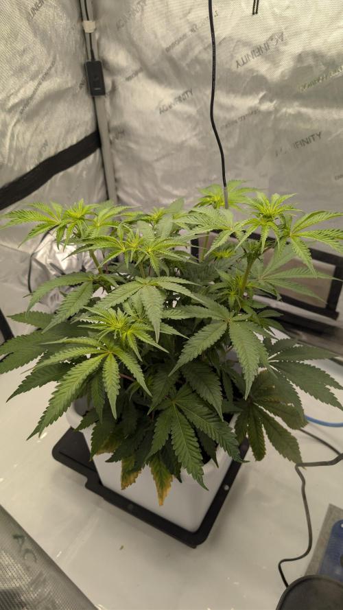 Mimosa x Orange Punch | Autopot - Athena. Week 5