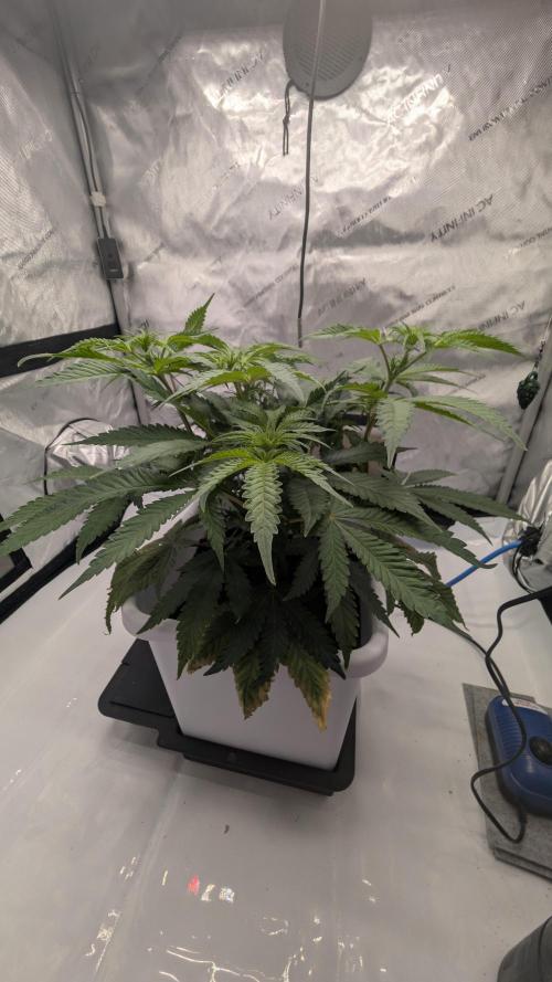 Mimosa x Orange Punch | Autopot - Athena. Week 5