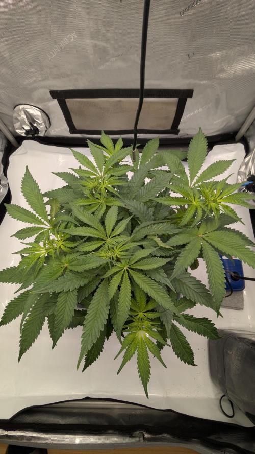Mimosa x Orange Punch | Autopot - Athena. Week 5
