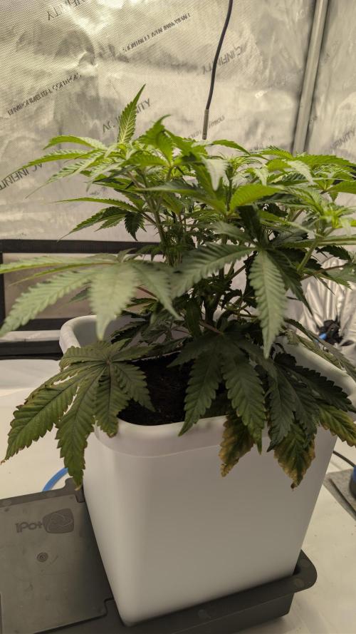 Mimosa x Orange Punch | Autopot - Athena. Week 5