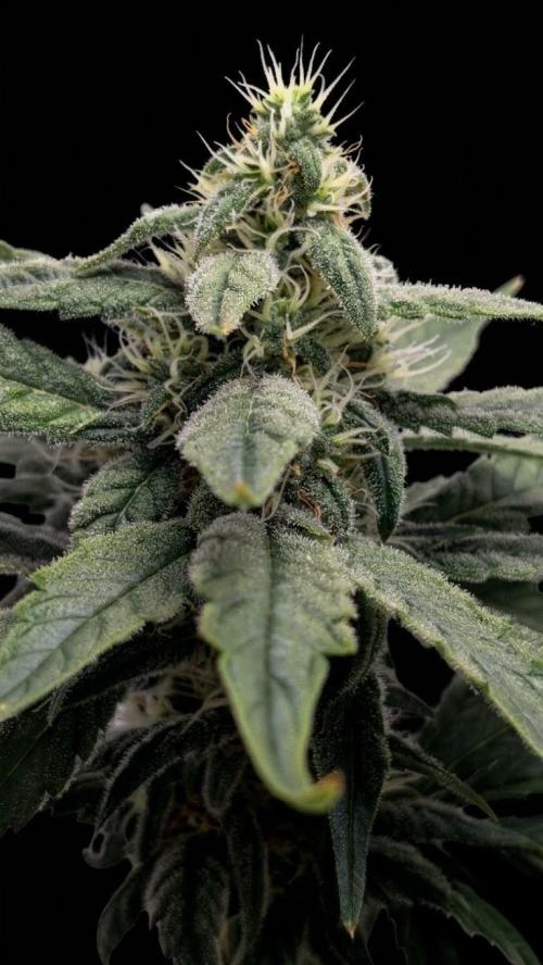 Hindu Kush | VGrow - Advanced Nutrients. Week 9