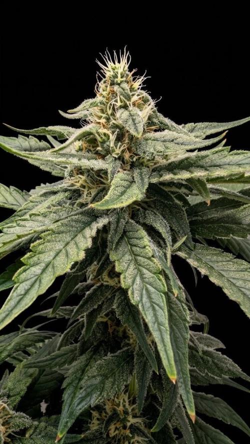 Hindu Kush | VGrow - Advanced Nutrients. Week 9