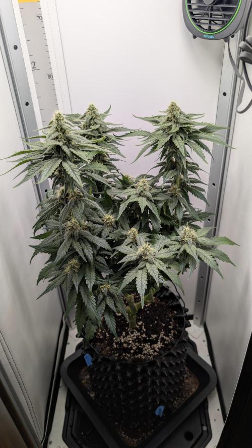 Hindu Kush | VGrow - Advanced Nutrients. Week 9