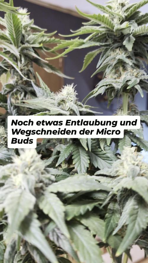 Hindu Kush | VGrow - Advanced Nutrients