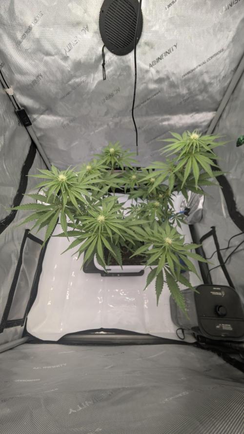 Mimosa x Orange Punch | Autopot - Athena. Week 6