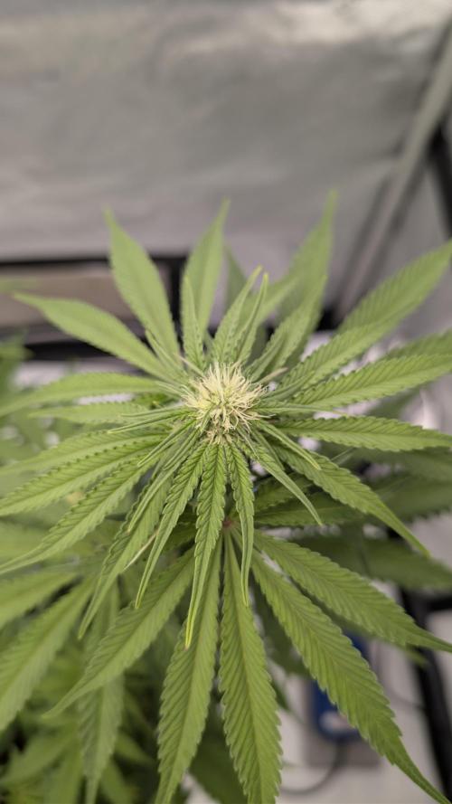 Mimosa x Orange Punch | Autopot - Athena. Week 6