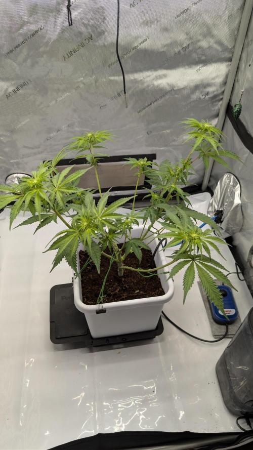 Mimosa x Orange Punch | Autopot - Athena. Week 6