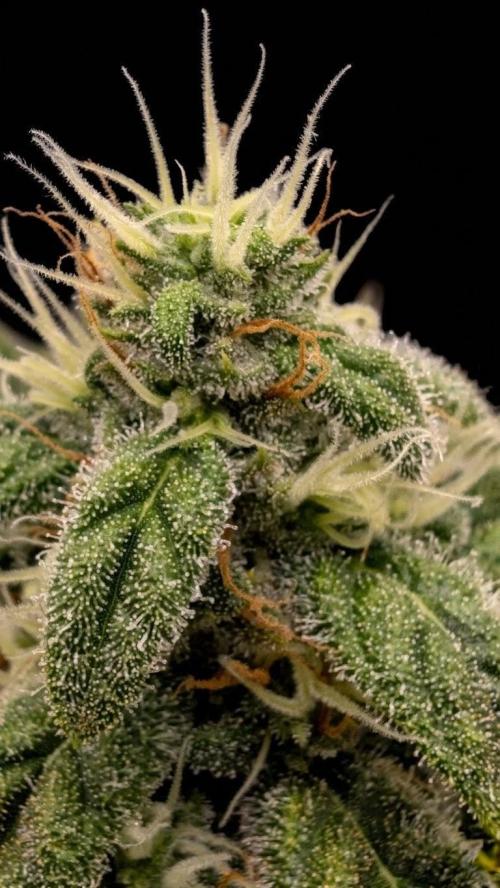 Hindu Kush | VGrow - Advanced Nutrients. Week 10