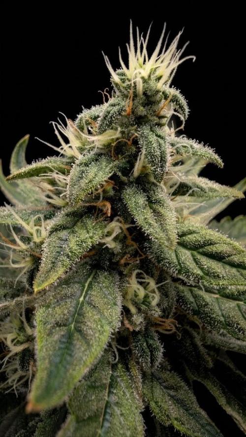 Hindu Kush | VGrow - Advanced Nutrients. Week 10