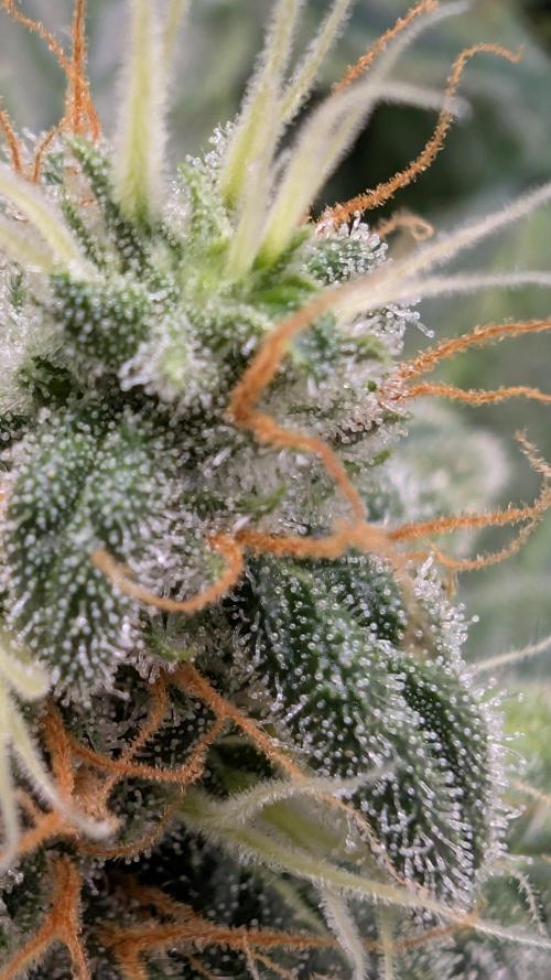 Hindu Kush | VGrow - Advanced Nutrients. Week 10