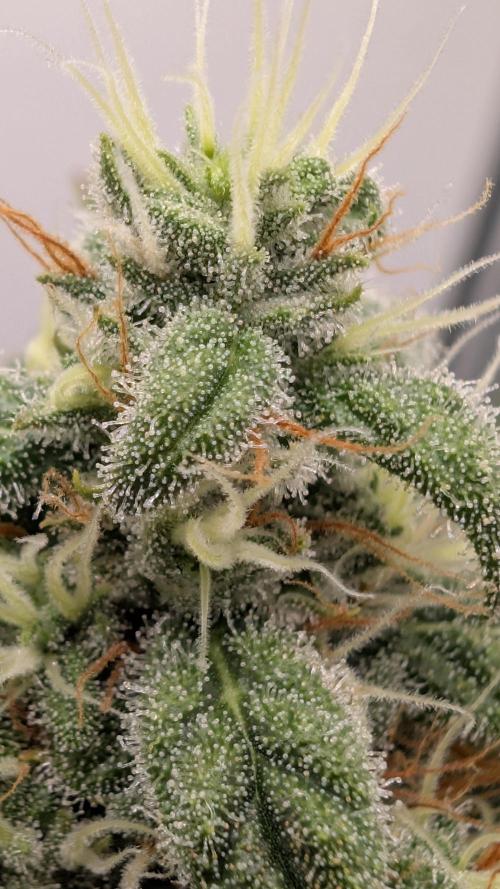Hindu Kush | VGrow - Advanced Nutrients. Week 10