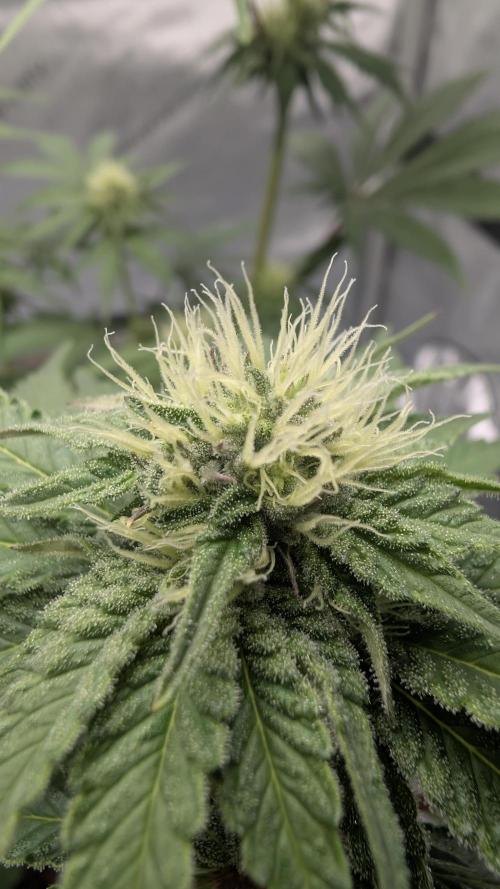 Mimosa x Orange Punch | Autopot - Athena. Week 7