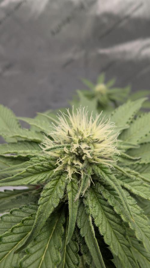 Mimosa x Orange Punch | Autopot - Athena. Week 7