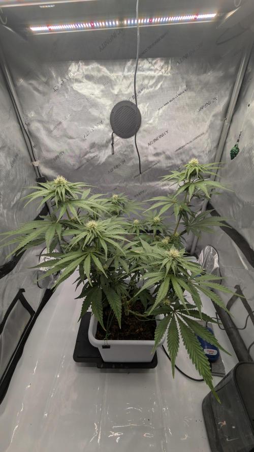 Mimosa x Orange Punch | Autopot - Athena. Week 7