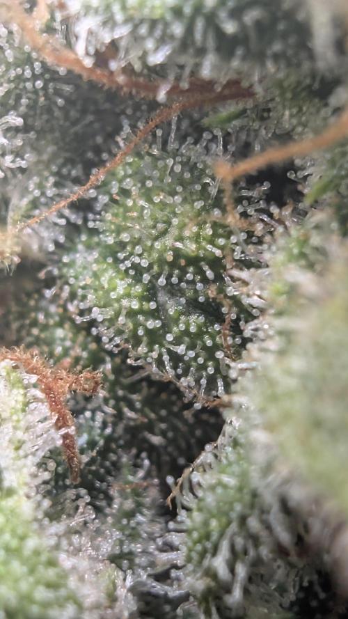 Hindu Kush | VGrow - Advanced Nutrients. Week 11