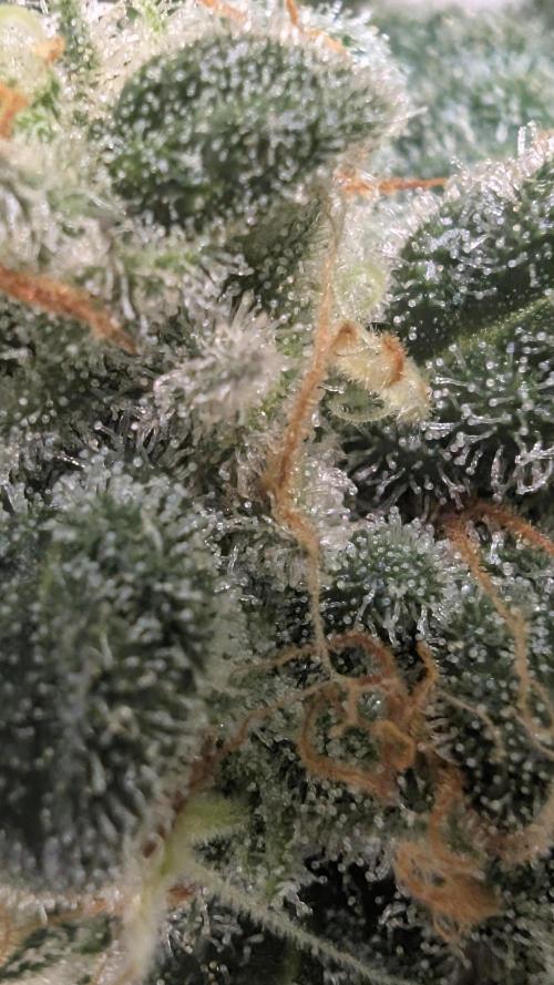Hindu Kush | VGrow - Advanced Nutrients. Week 11