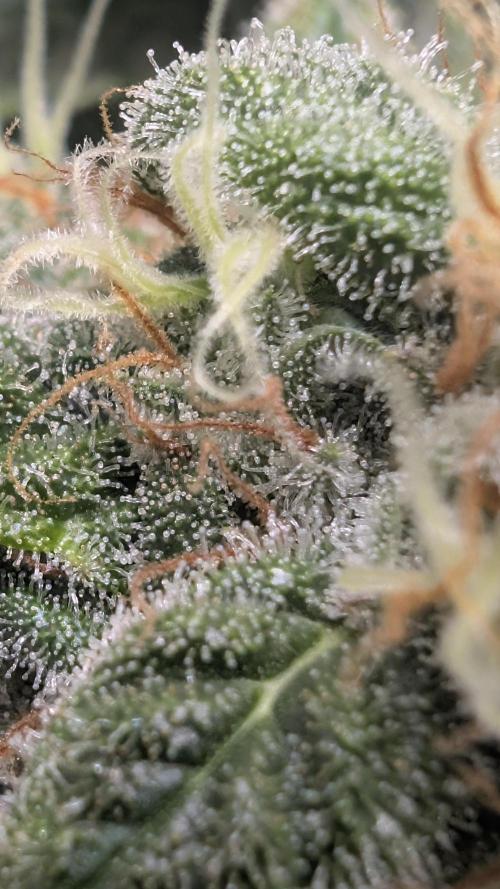 Hindu Kush | VGrow - Advanced Nutrients. Week 11