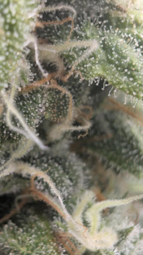 Hindu Kush | VGrow - Advanced Nutrients. Week 11