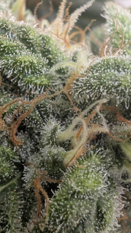 Hindu Kush | VGrow - Advanced Nutrients. Week 11