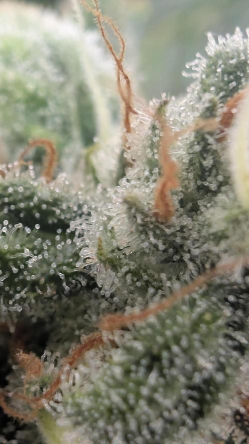 Hindu Kush | VGrow - Advanced Nutrients. Week 11