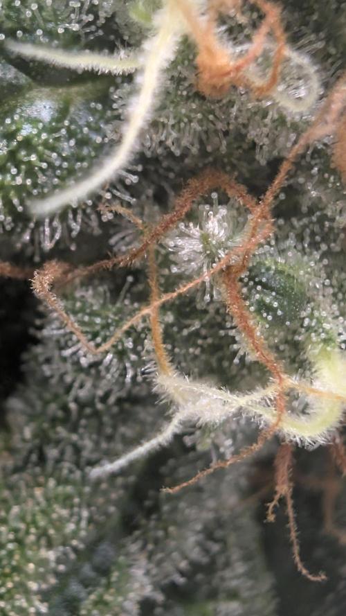 Hindu Kush | VGrow - Advanced Nutrients. Week 11