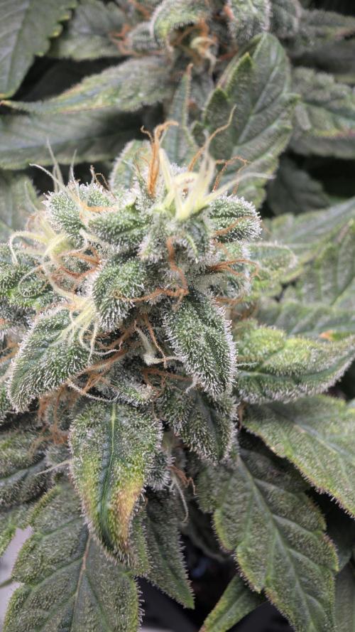 Hindu Kush | VGrow - Advanced Nutrients. Week 11