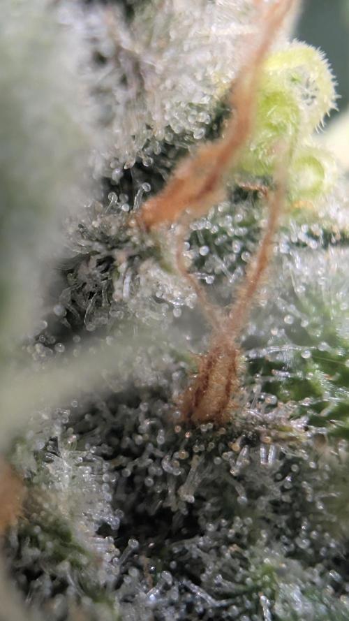 Hindu Kush | VGrow - Advanced Nutrients. Week 11