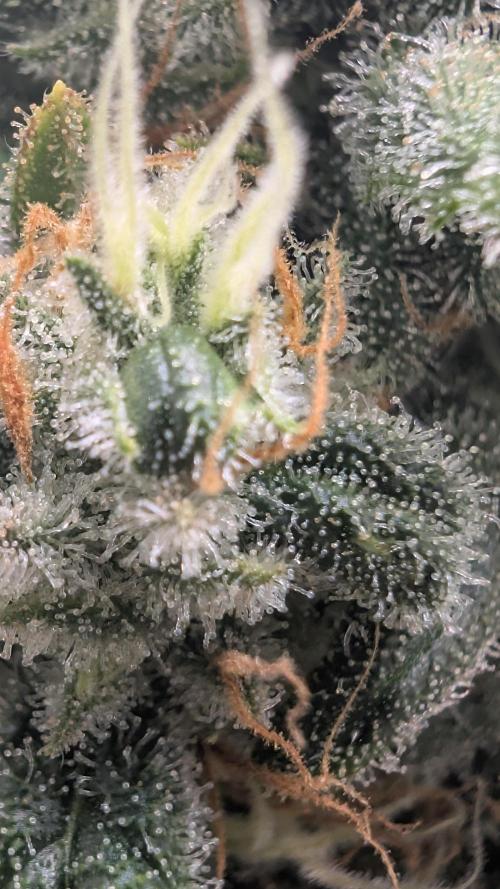 Hindu Kush | VGrow - Advanced Nutrients. Week 11