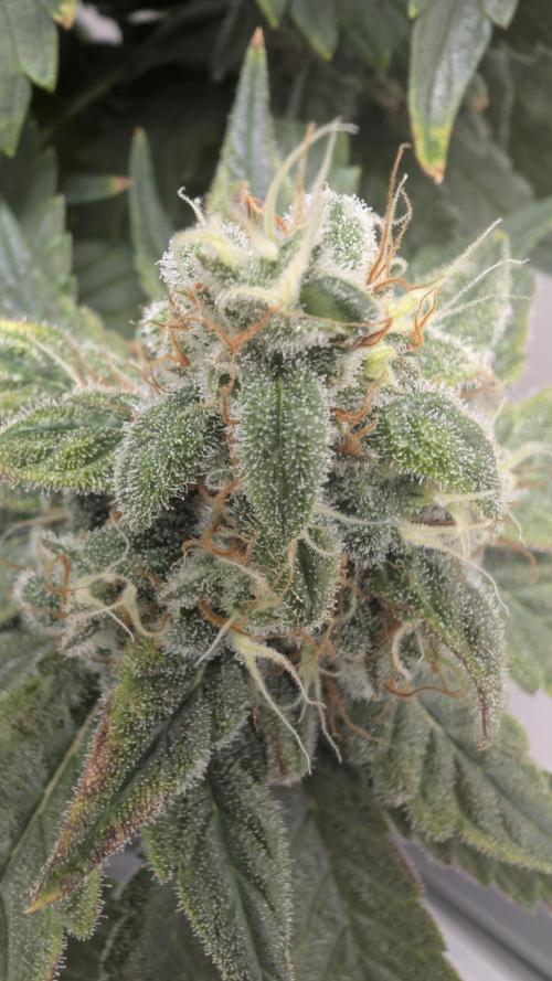 Hindu Kush | VGrow - Advanced Nutrients. Week 11