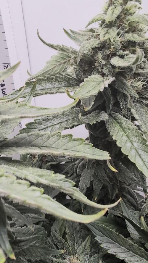 Hindu Kush | VGrow - Advanced Nutrients