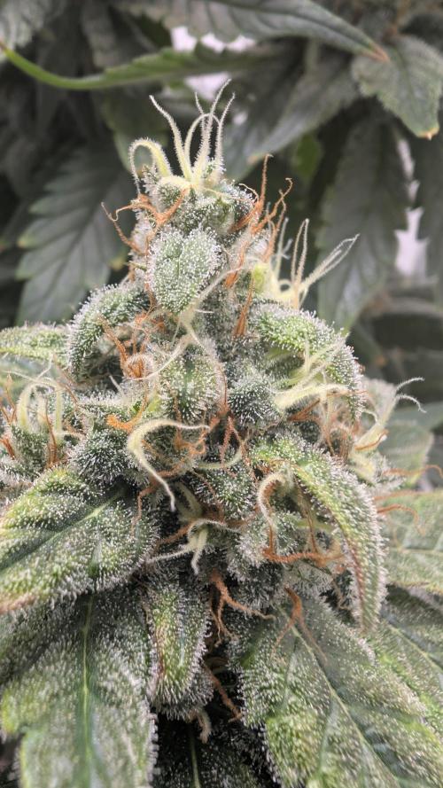 Hindu Kush | VGrow - Advanced Nutrients. Week 11