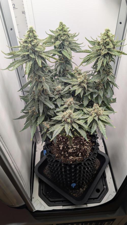 Hindu Kush | VGrow - Advanced Nutrients. Week 11