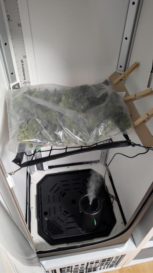 Hindu Kush | VGrow - Advanced Nutrients. Week 12