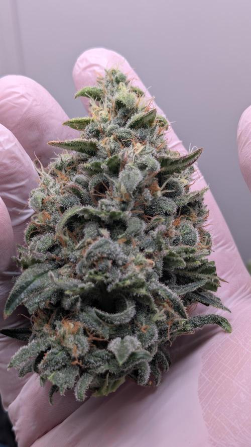 Hindu Kush | VGrow - Advanced Nutrients. Week 12