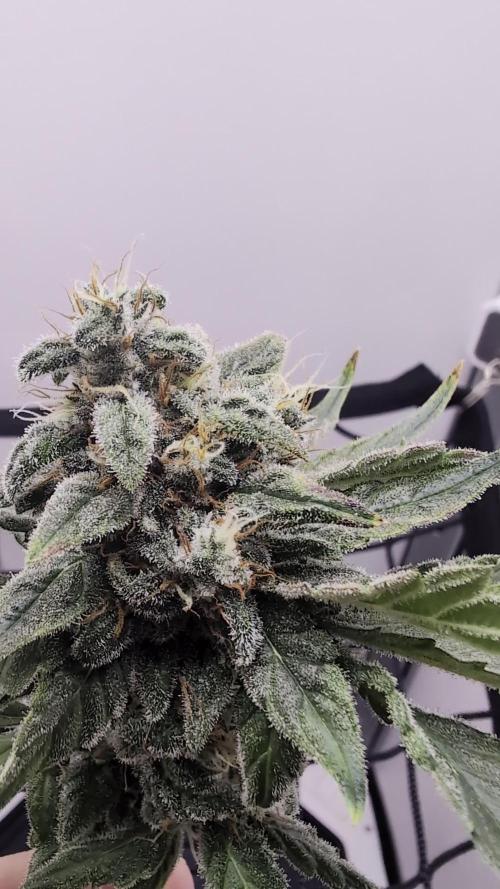 Hindu Kush | VGrow - Advanced Nutrients