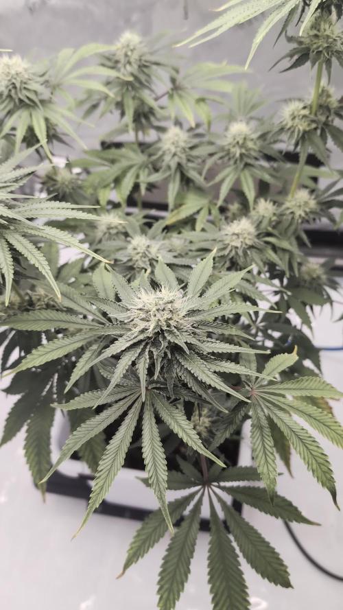 Mimosa x Orange Punch | Autopot - Athena