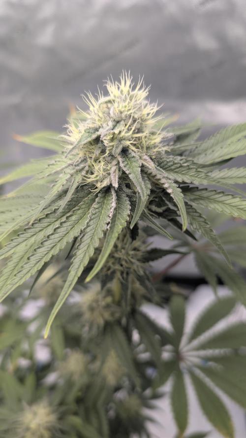 Mimosa x Orange Punch | Autopot - Athena. Week 8