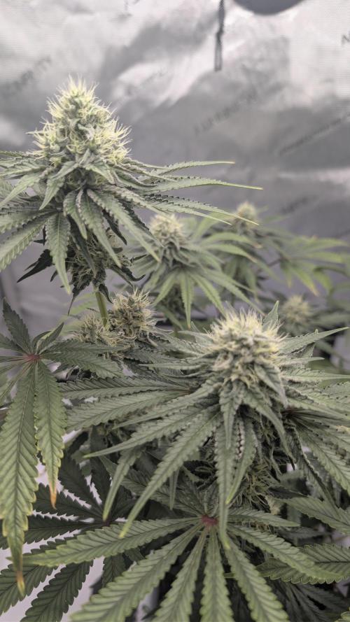 Mimosa x Orange Punch | Autopot - Athena. Week 8