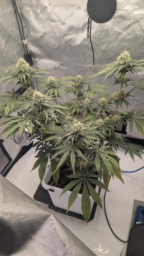 Mimosa x Orange Punch | Autopot - Athena. Week 8