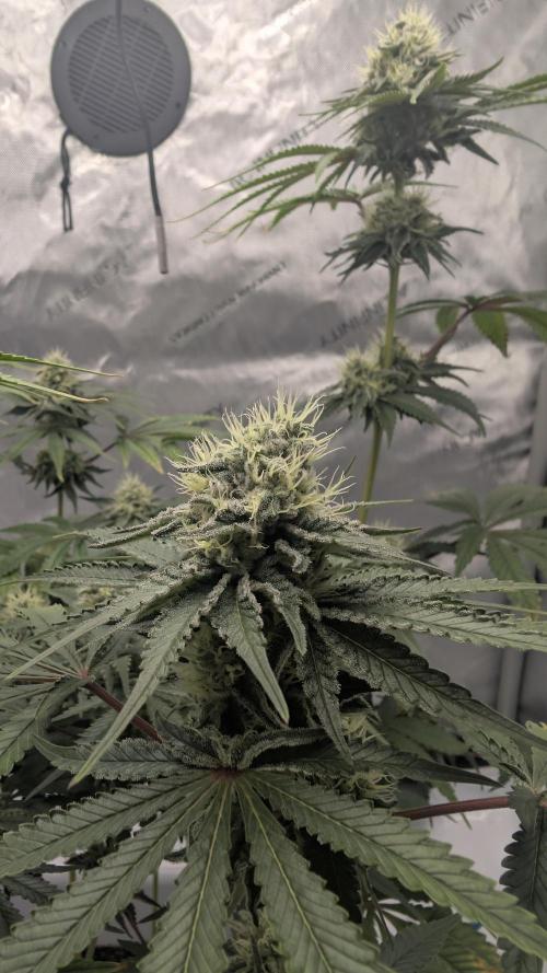 Mimosa x Orange Punch | Autopot - Athena. Week 8