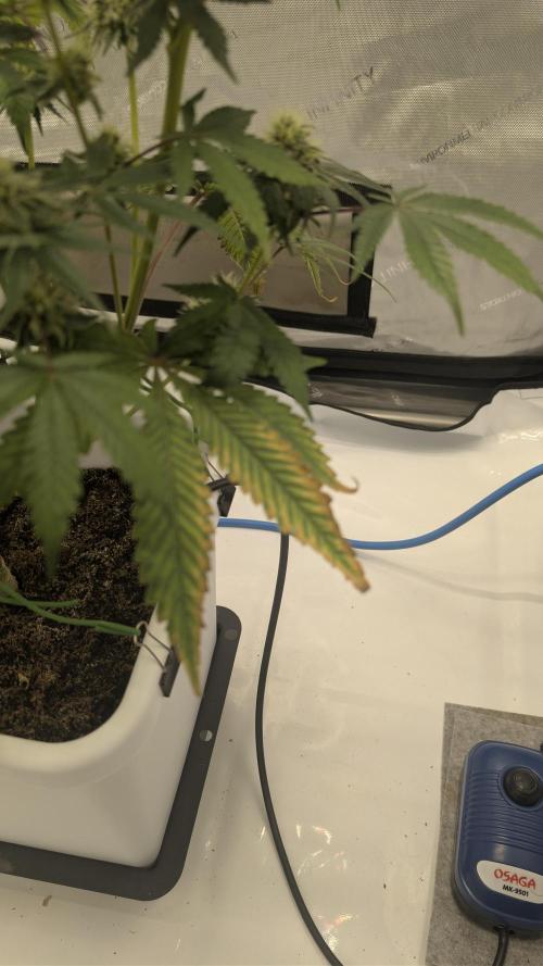 Mimosa x Orange Punch | Autopot - Athena. Week 8