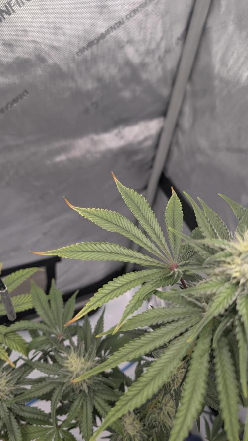 Mimosa x Orange Punch | Autopot - Athena. Week 8